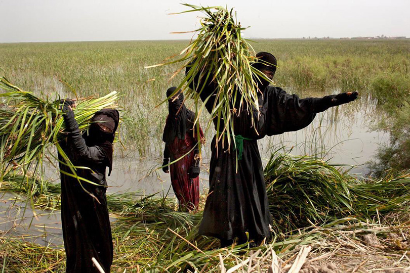 المرأة الريفية في العراق.. محور التنمية المستدامة