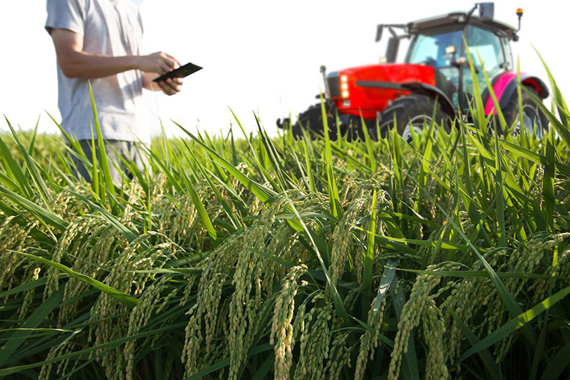 الأمن الغذائي العربي.. توافر المقومات وانعدام التخطيط